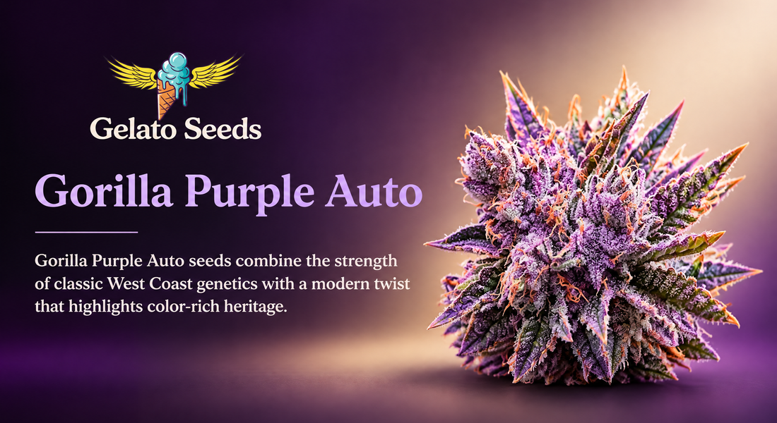 Gorilla Purple Auto Seeds