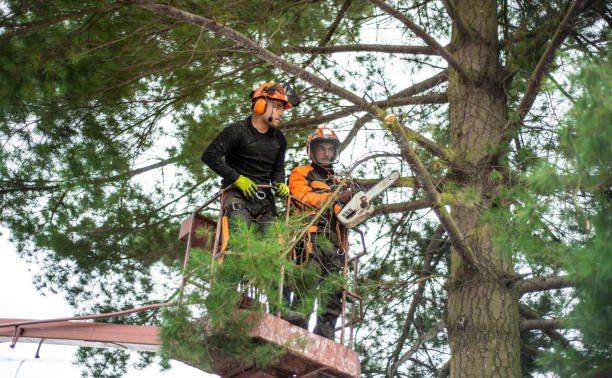 Tree services Blackpool